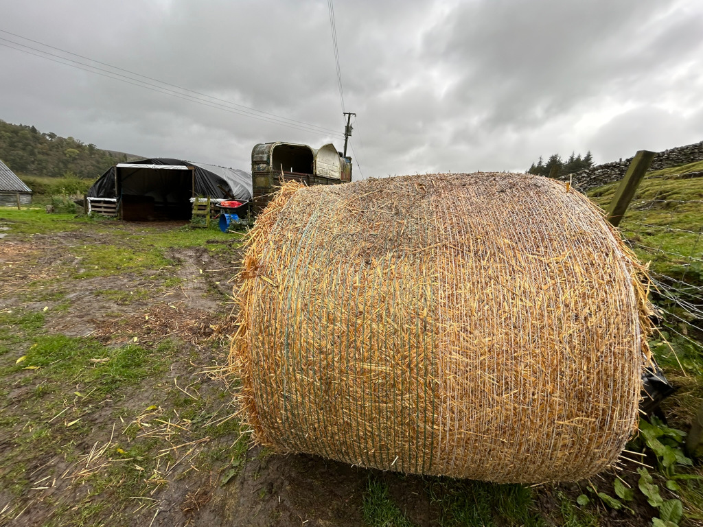 Large round bale of hay, wrapped in netting, sitting in a muddy farmyard. In the background are a simple barn-like structure and what appears to be an old horse trailer or similar vehicle. The overall setting suggests a rural, agricultural scene, likely in a damp or rainy climate. The sky is overcast.