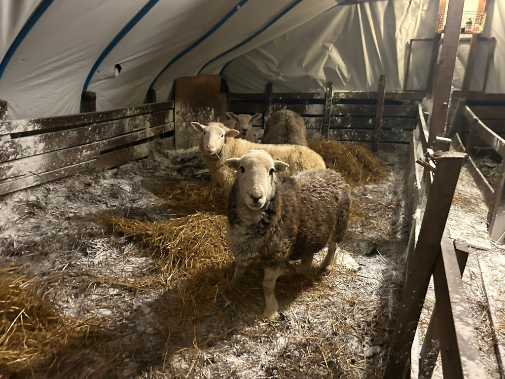 Four sheep inside a small, enclosed barn or shelter. The structure appears rustic, possibly made of wood, and the floor is covered with hay and a dusting of what looks like snow or powdered substance. The sheep are of varying colours, with some appearing white or light-coloured and one a dark brown. The overall impression is one of a simple, somewhat rural setting providing shelter for the animals.