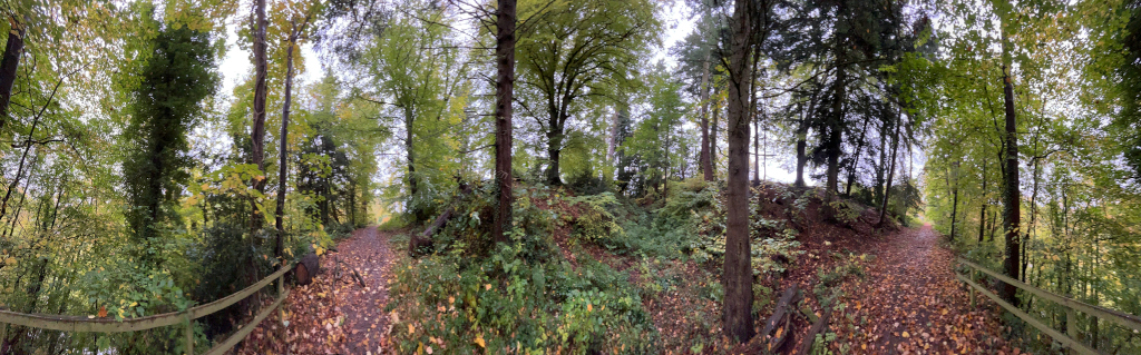 Panoramic view of a forest path that forks into two directions. The path is covered in fallen autumn leaves. The surrounding trees are largely deciduous, showing various shades of green and hints of autumnal colours. A low wooden fence lines parts of the path. The overall impression is one of a tranquil, wooded area in autumn.