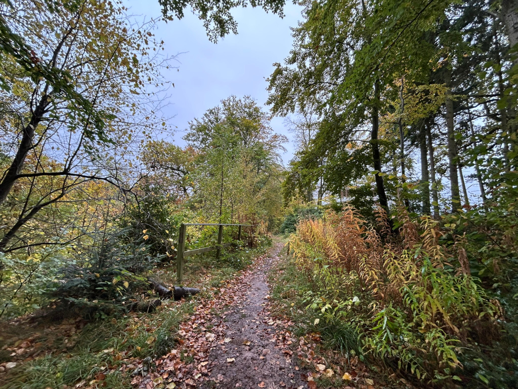 Dirt path winding through a forest. The trees are mostly deciduous, with leaves in various shades of green, yellow, and brown, suggesting it might be autumn. There's a simple wooden fence or railing on one side of the path, and the ground is covered with fallen leaves.