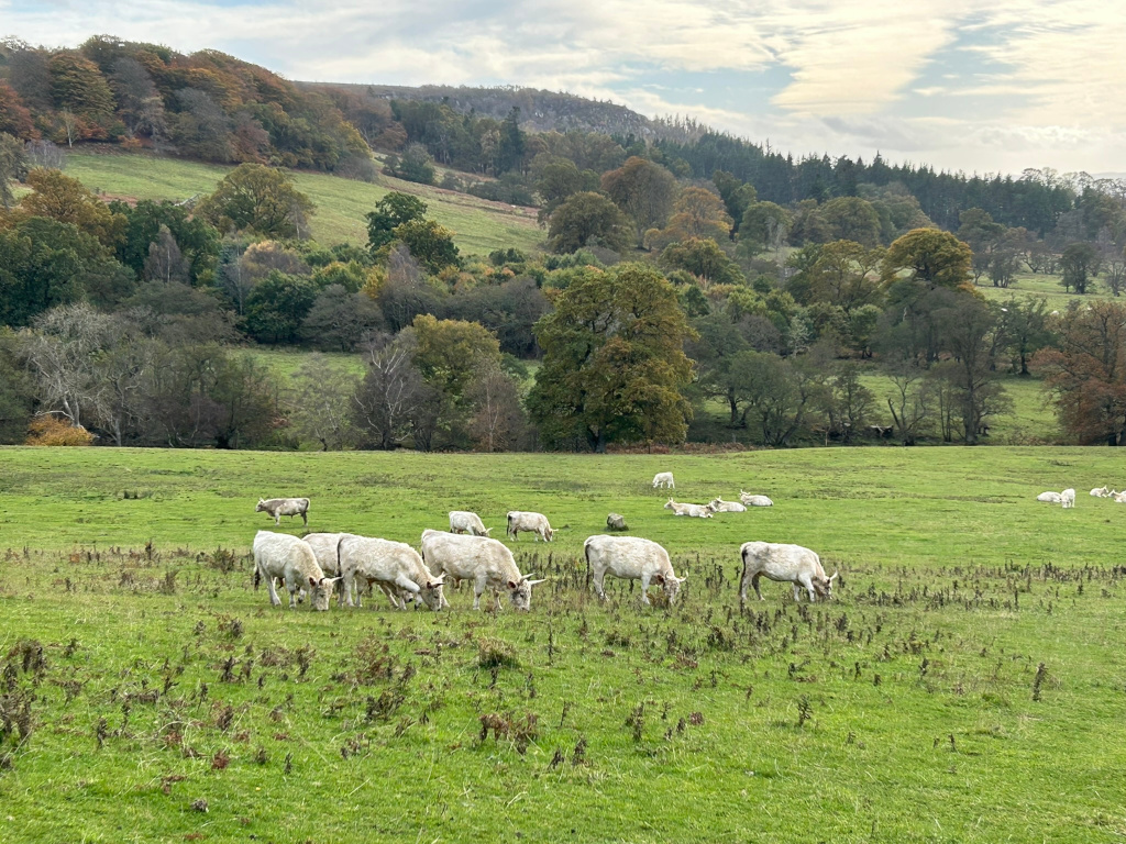 Herd of white cattle grazes peacefully in a lush green field. The field is gently sloped, leading up to a rolling hillside covered in a mix of deciduous trees exhibiting autumnal colours. The background is a mix of colourful trees and a darker coniferous forest on the upper horizon, under a mostly cloudy sky.