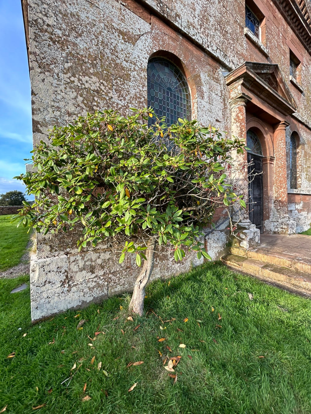 Lush green bush planted at the base of an old stone building. The building's facade is made of aged, reddish-brown stone, showing signs of weathering and lichen.  A dark wooden door is visible, framed by a stone archway with classical detailing. The style suggests an old church or chapel. The scene is peaceful and evokes a sense of age and quiet. Scattered fallen leaves on the grass hint at the changing season.