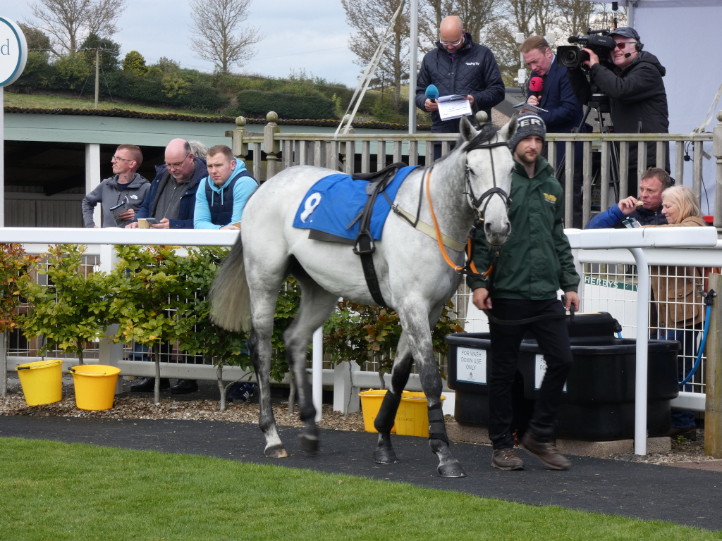 Grey racehorse, saddled and ready for a race, being led by a groom. Several people are watching in the background, some appear to be media personnel (with cameras and microphones), while others are spectators. The setting is a racecourse, with fencing, bushes, and a water trough visible. The overall impression is one of anticipation before a horse race.