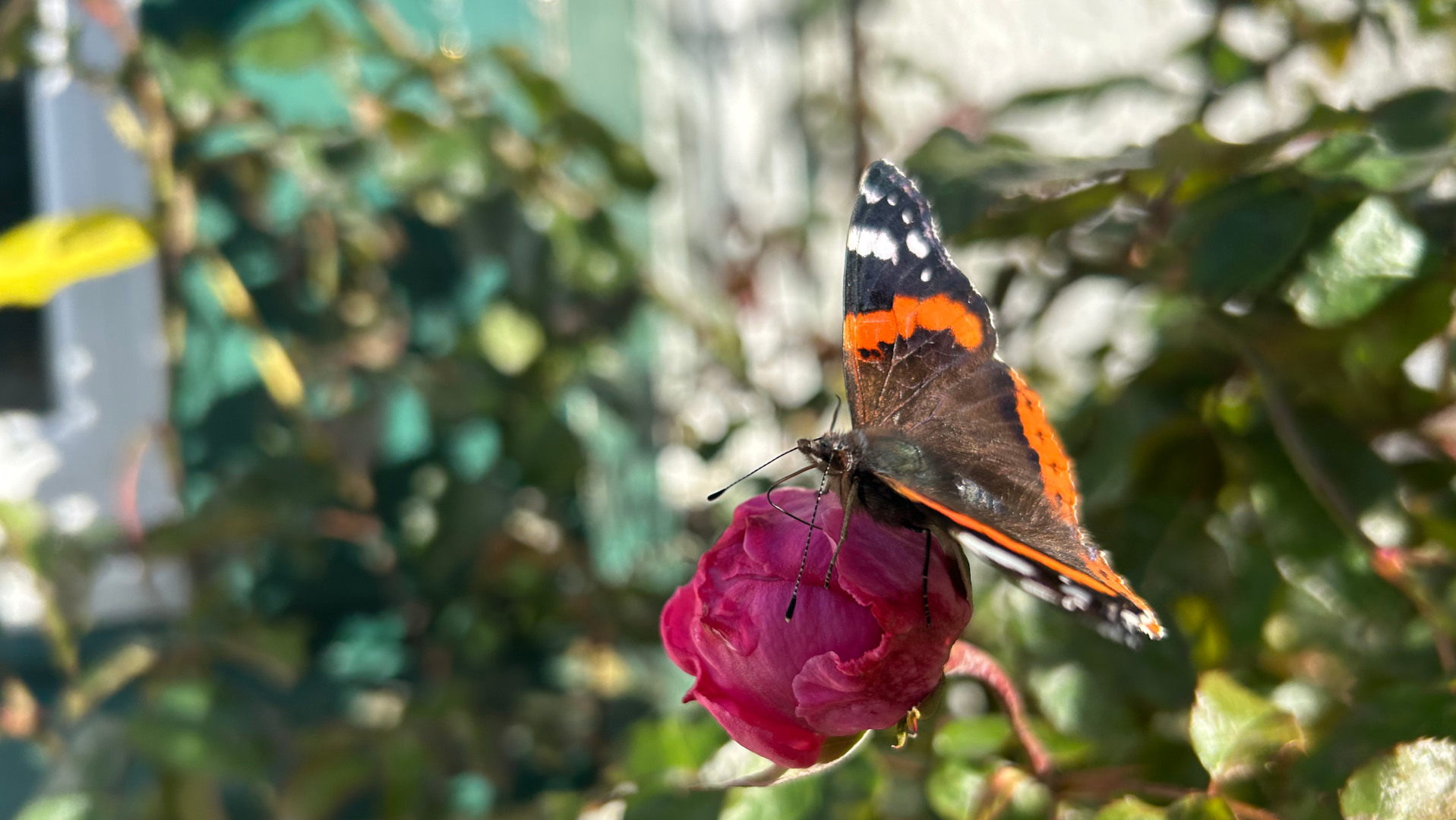 A Red Admiral butterfly (Vanessa atalanta) perched on an unopened, dark pink rosebud. The background is blurred but shows lush green foliage, suggesting a garden setting. The focus is sharply on the butterfly and rosebud, contrasting with the soft background.