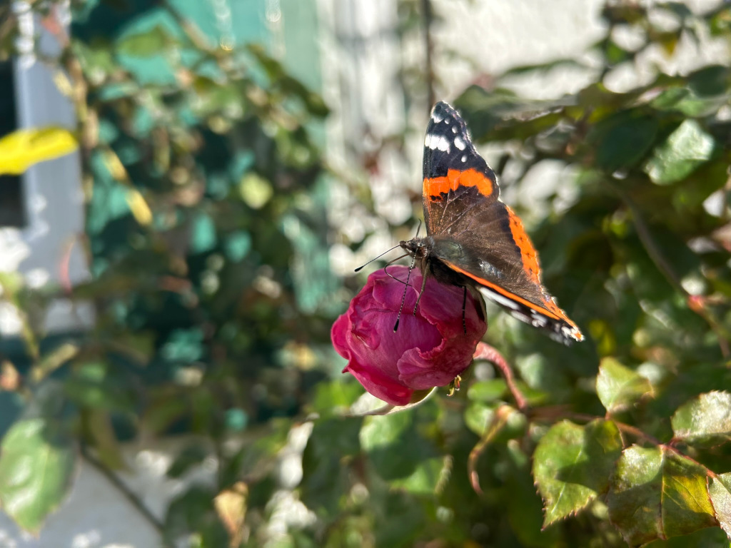 A Red Admiral butterfly (Vanessa atalanta) perched on an unopened, dark pink rosebud. The background is blurred but shows lush green foliage, suggesting a garden setting. The focus is sharply on the butterfly and rosebud, contrasting with the soft background.