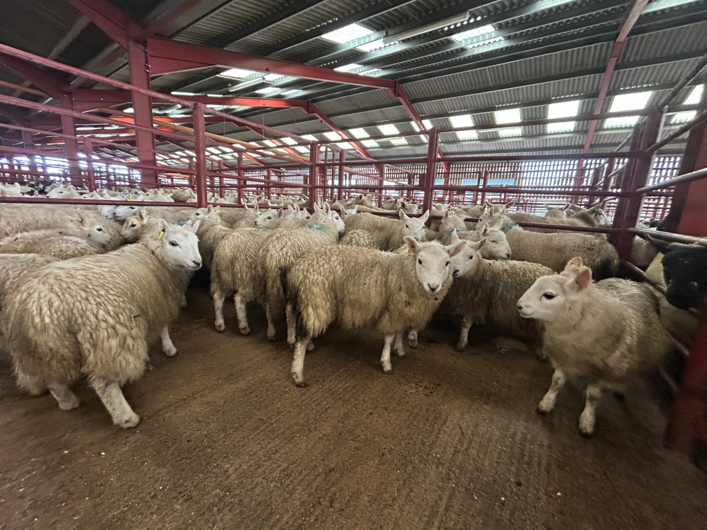 Large group of sheep penned inside a livestock building. The sheep are predominantly light-coloured, with some variations in wool texture and shade. The building is a metal structure with red framing and a corrugated metal roof. The floor is dirt or compacted earth. A small portion of a darker-coloured sheep is visible in the lower-right corner.
