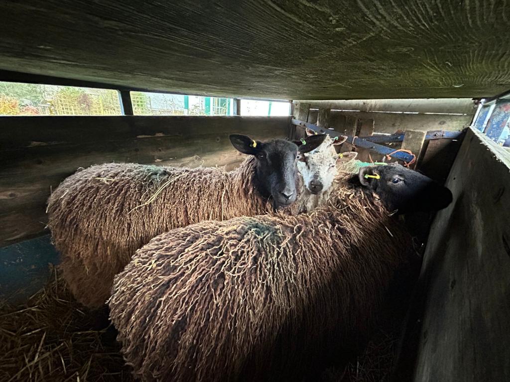 Three sheep huddled together inside a wooden enclosure. Two are dark-coloured, and one is lighter gray or off-white. They appear to be in a trailer or transport vehicle, with straw on the floor. The sheep's fleece is long and somewhat unkempt. The overall mood is one of confinement, but also suggests a sense of quiet togetherness among the animals.