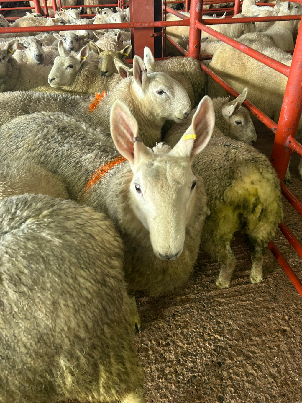 Group of sheep crowded together in what appears to be a livestock pen or holding area. The sheep are predominantly white with some variations in shades of grey and brown in their wool. Some sheep have yellow tags in their ears. The pen is constructed of reddish-orange metal bars. One sheep, in the foreground, is in sharp focus, while the others are slightly blurred creating a depth of field effect. The ground is a dirt floor. The overall impression is one of confinement and the routine handling of livestock.