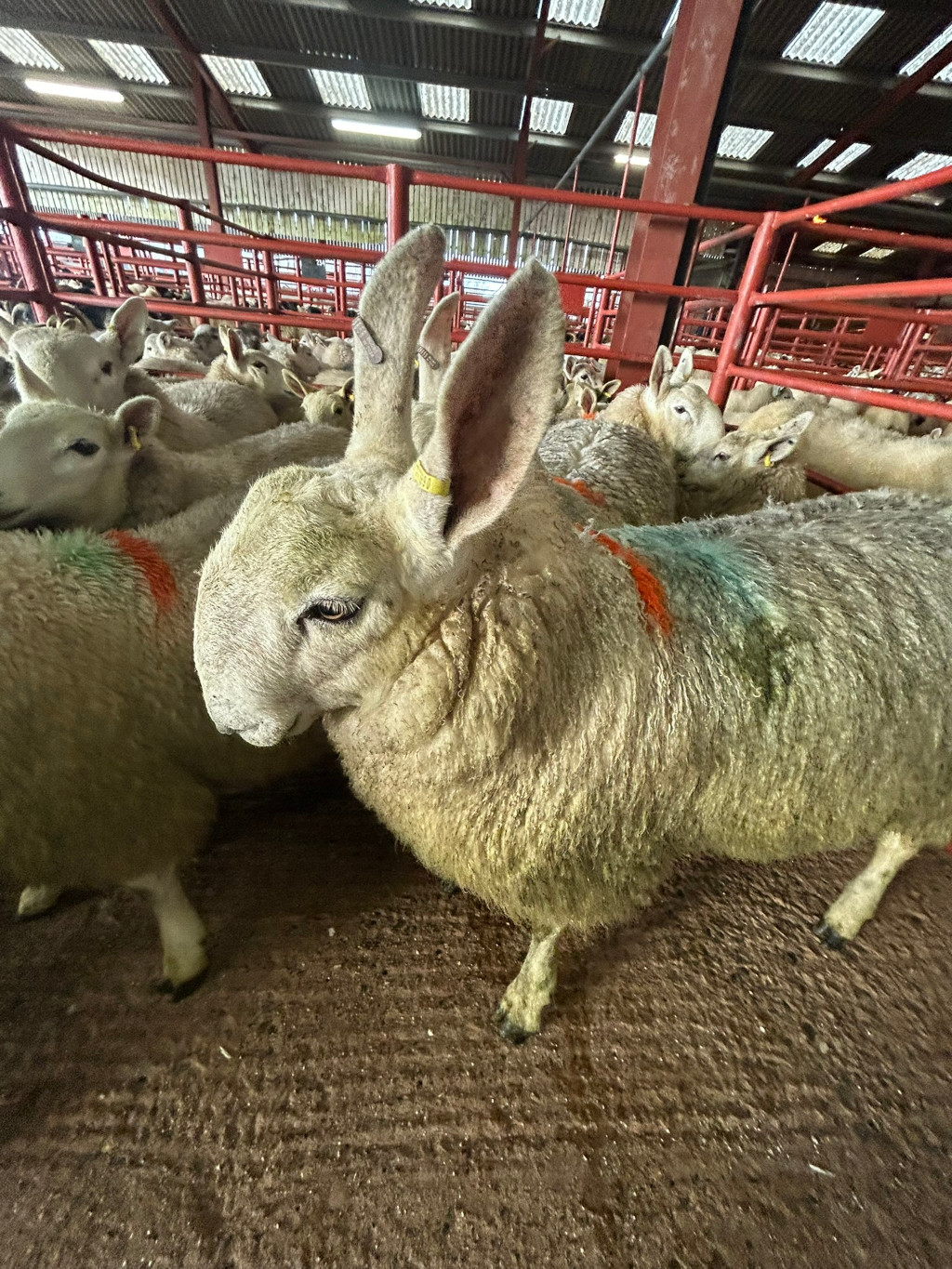 Close-up view of a sheep with unusually large ears, standing amongst a flock of other sheep in what appears to be a livestock pen or auction area. The sheep are mostly white or light-coloured, and some have coloured markings on their fleece. The setting is a barn-like structure with metal pens and a dirt floor. The focus is primarily on the sheep with the prominent ears, drawing attention to its unique characteristic.