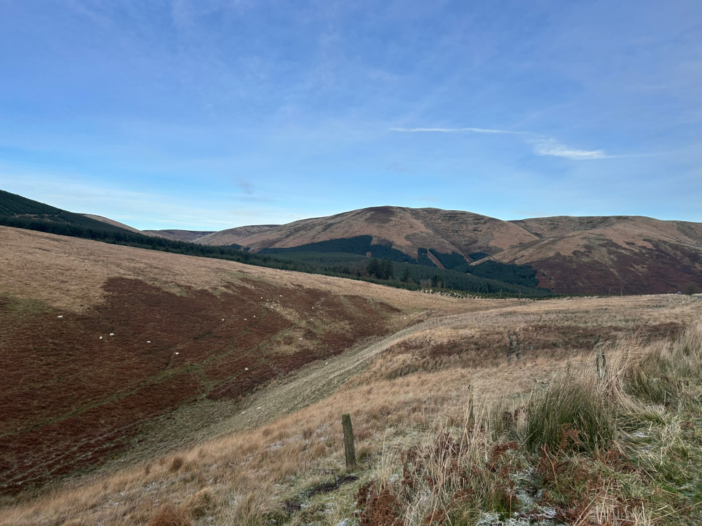 Tranquil landscape of rolling hills under a clear blue sky. The foreground shows dry, golden-brown grass, possibly touched by frost, leading the eye towards a valley where a scattering of sheep graze on reddish-brown vegetation. In the mid-ground and background, a range of gently sloping hills stretches out, with a strip of dark green coniferous forest visible in the middle distance.