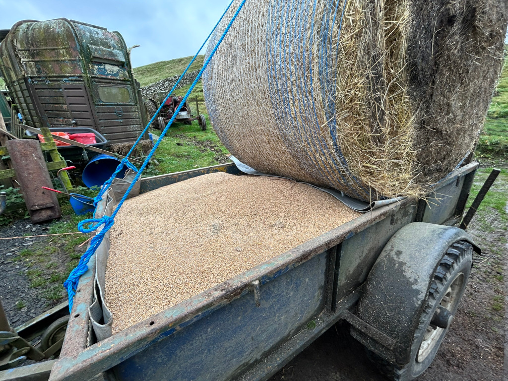 Large round bale of hay being lifted by a blue rope and placed onto a rusty trailer. The trailer is already filled with a significant amount of grain. The setting appears to be a rural farm with old farm equipment visible in the background.