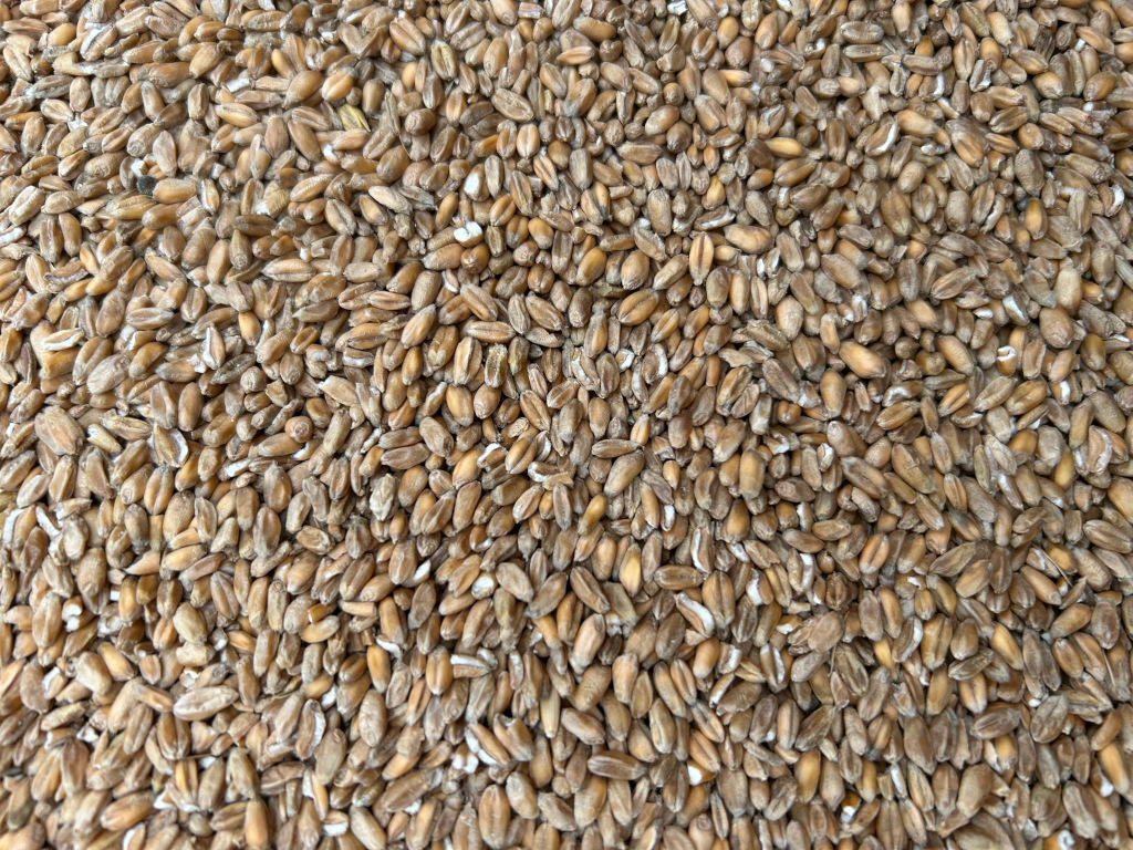 Close-up view of a large quantity of wheat grains. The grains are light brown and appear dry. The image fills the entire frame with the wheat, creating a textured background.