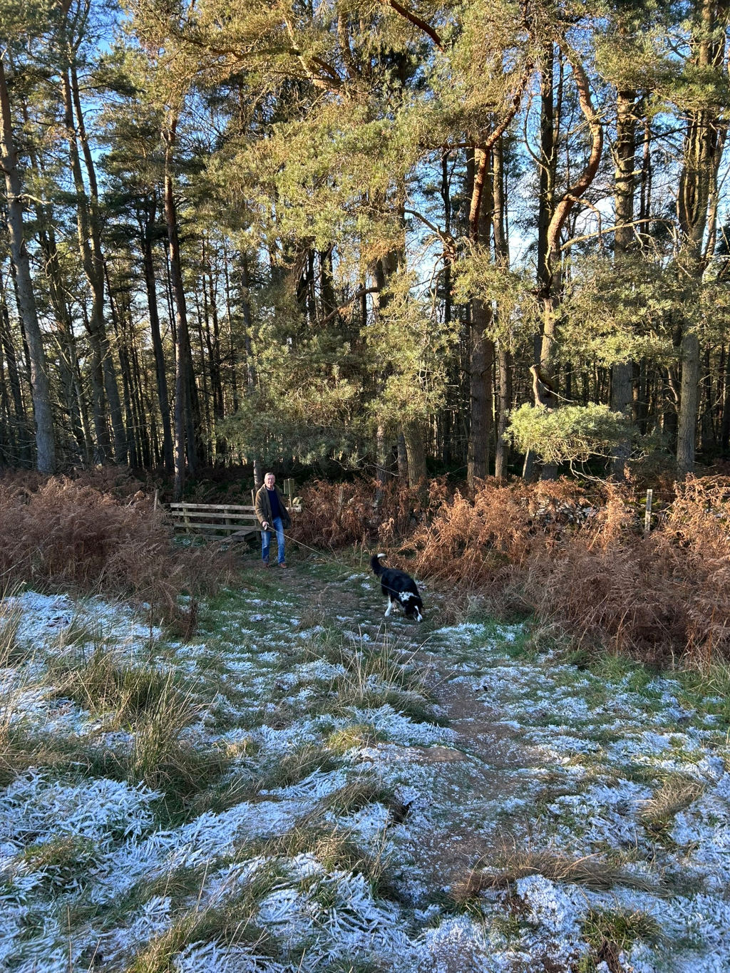 Charlie walking his dog on a frosty path through a sunlit pine forest. The ground is lightly covered in frost. A simple wooden stile or fence is visible in the background, adding to the peaceful, rural setting.