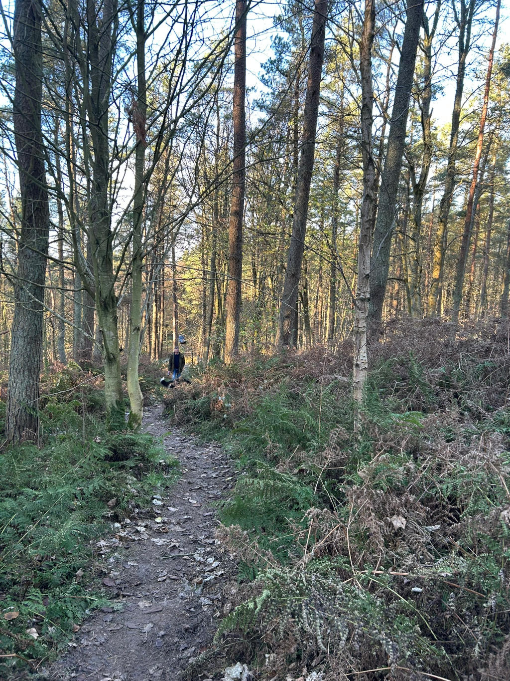 A dirt path winding through a dense forest. The path is lined with low-lying vegetation, including ferns and other shrubs. Sunlight filters through the trees, casting shadows on the path. Charlie is visible in the distance, walking along the path, adding a sense of scale and suggesting a journey or exploration. The overall impression is one of serenity and the quiet beauty of nature.