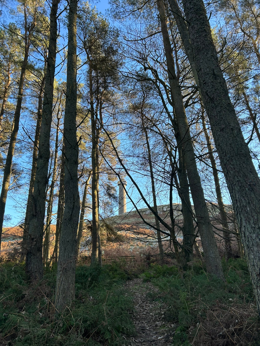 A path leading through a wooded area towards a tall, slender stone tower situated atop a hill. The trees are mostly bare, suggesting it might be autumn or winter. The sky is a clear, bright blue. The overall impression is one of serenity and a sense of journey or exploration.