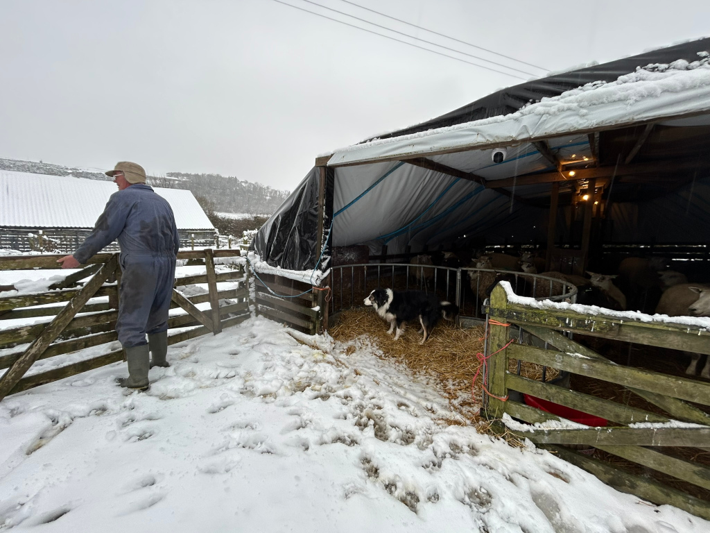 Charlie in a blue work suit and boots standing outside a snow-covered sheep pen. A border collie dog is visible inside the pen with a flock of sheep. The scene is set in a rural, snowy landscape. The overall impression is one of cold, hard work, and rural life in winter.