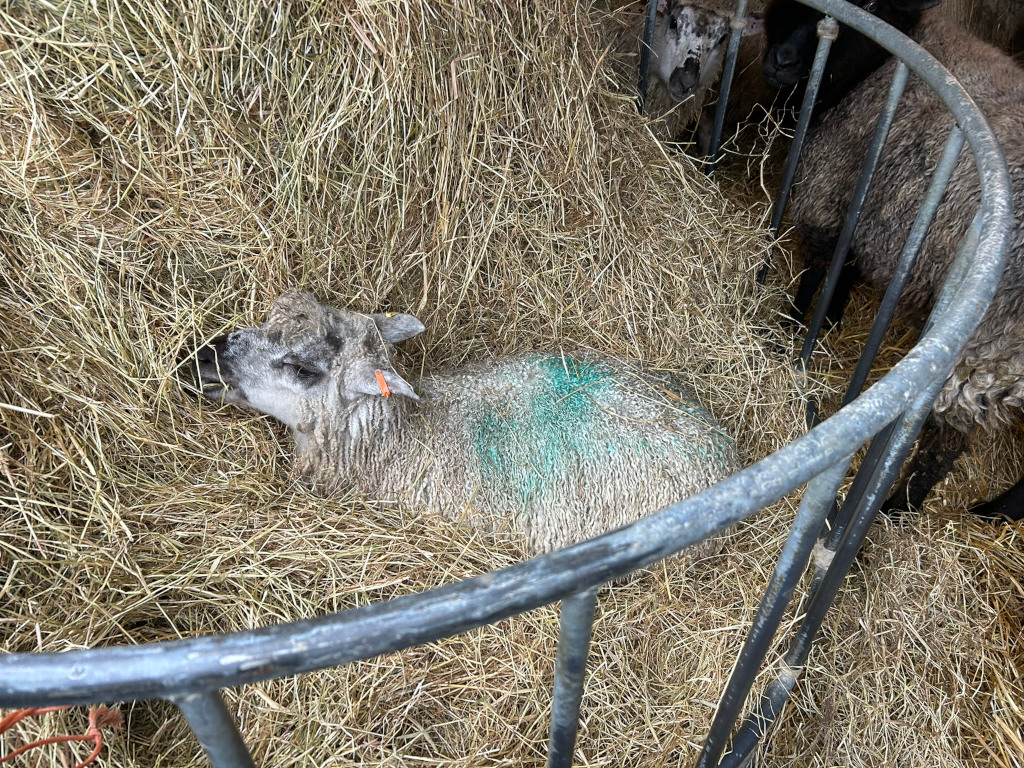 Ewe lamb lying down in a round hay feeder. This sheep is light gray with a small, teal-coloured marking on its back. Other sheep are partially visible behind it, also within the hay feeder, which is constructed of metal bars. The hay is dry and light brown.