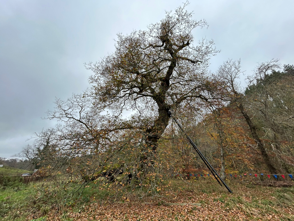 Large, leafless tree in the foreground, its branches reaching towards a cloudy sky. The tree appears old and possibly somewhat damaged or leaning. The ground is covered in fallen brown leaves, indicating autumn.  Other trees, some with remaining autumn leaves, are visible in the background, forming a slope or hillside. A dark pole or pipe leans against the main tree. In the far distance a road and car can be seen. The overall mood is sombre and somewhat desolate.