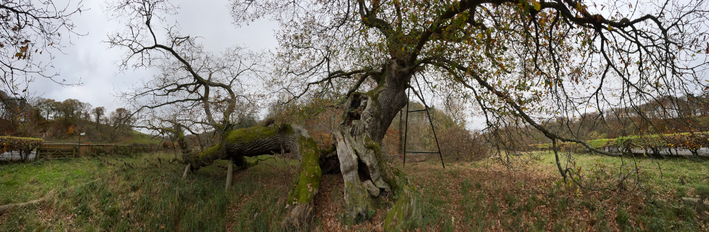 Large, old oak tree that has fallen or broken, with its trunk lying on the ground. The tree is partially covered in moss and its branches are sprawling across the ground. A metal support structure is visible near the base of the tree, possibly for support or protection. The surrounding area is a field with grass and fallen leaves, indicative of autumn. In the background, there's a hedgerow and a line of trees on a hillside. The overall mood is one of quiet natural decay and the passage of time.