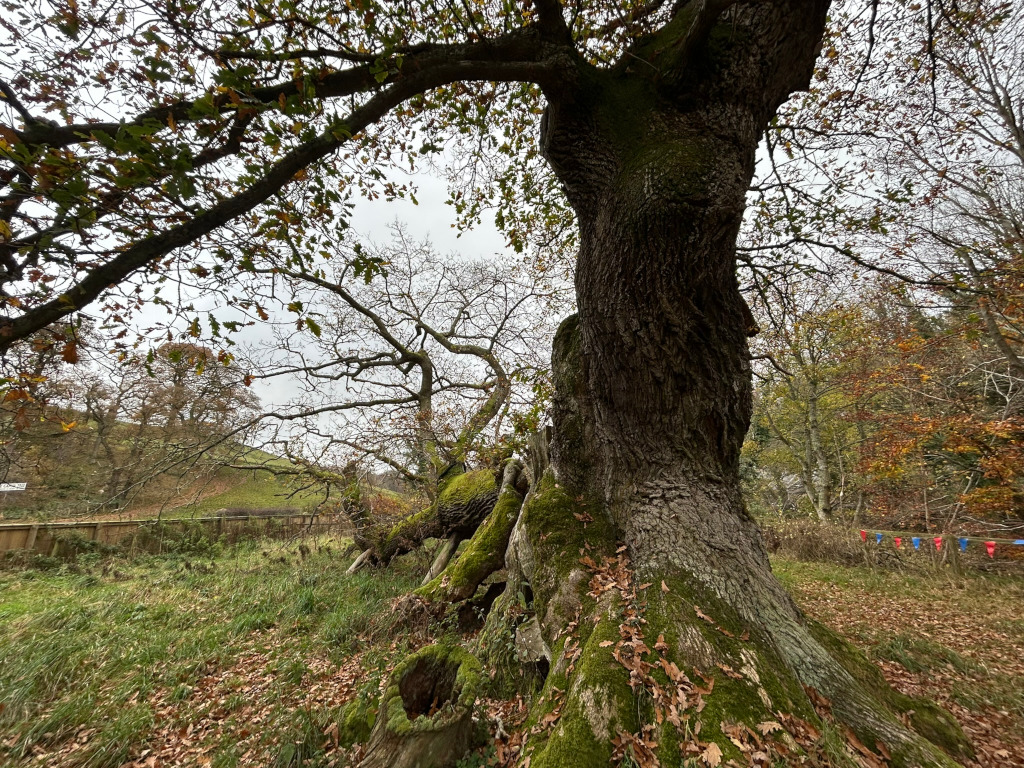 Large, old oak tree in a park or woodland setting. The tree is prominent in the foreground, its massive trunk covered in moss and displaying a gnarled, textured surface. The tree's branches spread wide, partially obscuring the background. Autumnal colours are visible in the leaves on the ground and in some of the surrounding trees.  A low wooden fence is visible in the mid-ground, suggesting some form of boundary. A string of small, colourful flags is faintly visible in the lower right corner. The overall mood is one of serene autumnal beauty.