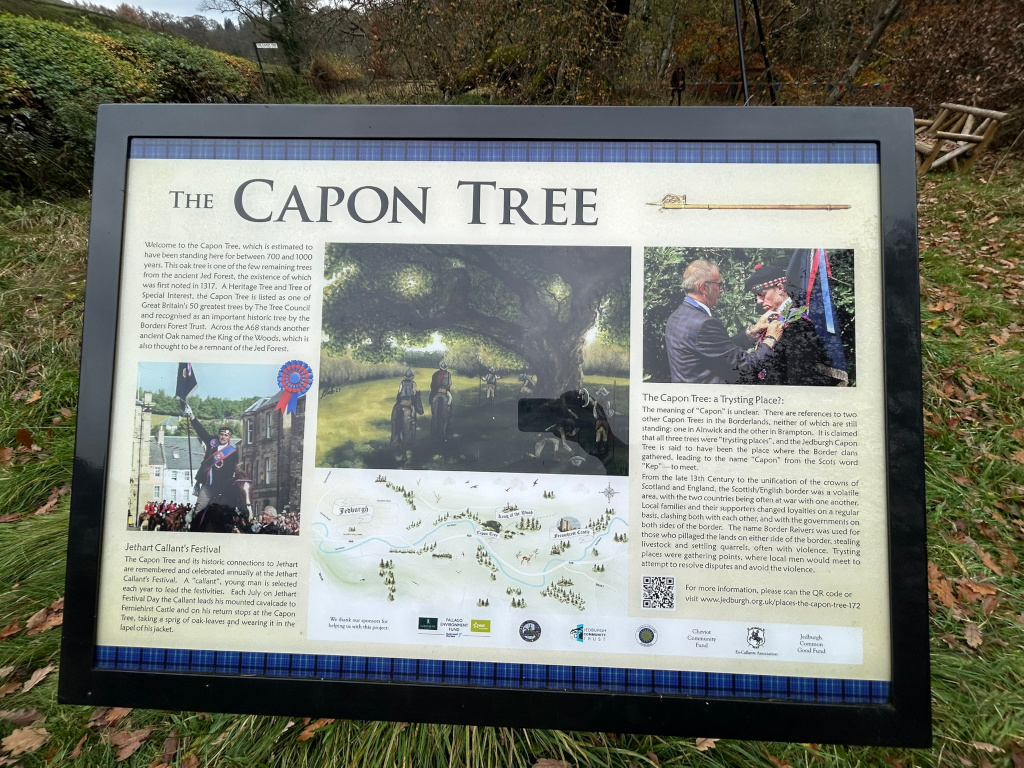 Informational sign about the Capon Tree in Jedburgh, Scotland. The sign details the tree's history, estimated age (700-1000 years), significance as a historical landmark and its connection to the Jethart Callant's Festival. Images on the sign depict the tree, the festival, and a historical ceremony. The text also discusses the possible meaning of Capon and how the tree served as a trysting place during times of border conflict between Scotland and England. A map shows the tree's location and a QR code provides further information.