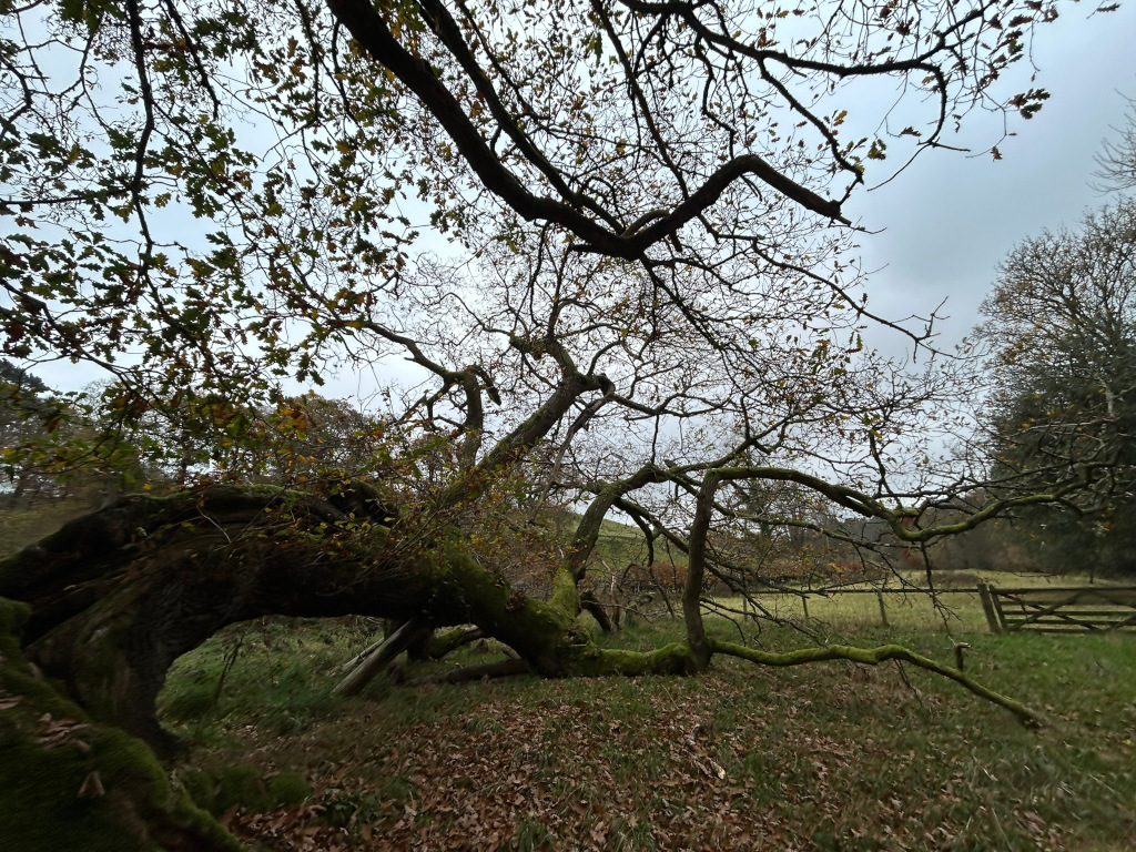 Large, old tree with moss growing on its branches and trunk, arching over a grassy field. The tree's branches are bare, or nearly bare, suggesting it may be autumn or winter. A rustic wooden fence is visible in the background, adding to the rural feel of the scene. The overall mood is one of quietude and age, a sense of the passage of time reflected in the tree's weathered appearance.