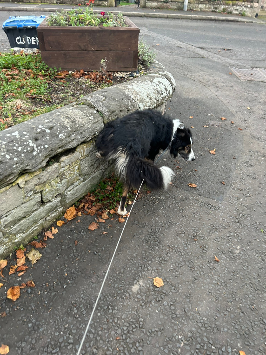 Black and white Border Collie dog urinating against a low stone wall on a street. The dog is leashed. Fallen autumn leaves are scattered on the ground. A flower bed and a blue recycling bin are visible in the background.