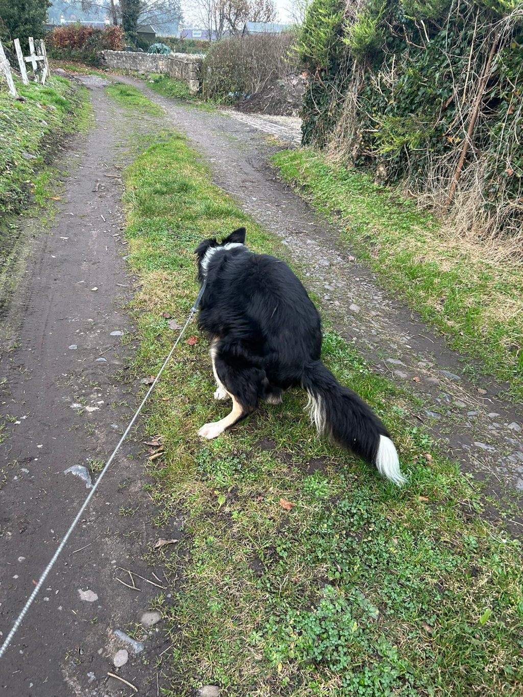 Black and white Border Collie dog on a leash, squatting to defecate on the edge of a grassy verge beside a dirt track. The dog's back is to the camera. The background shows a country lane, with vegetation and a stone wall visible.