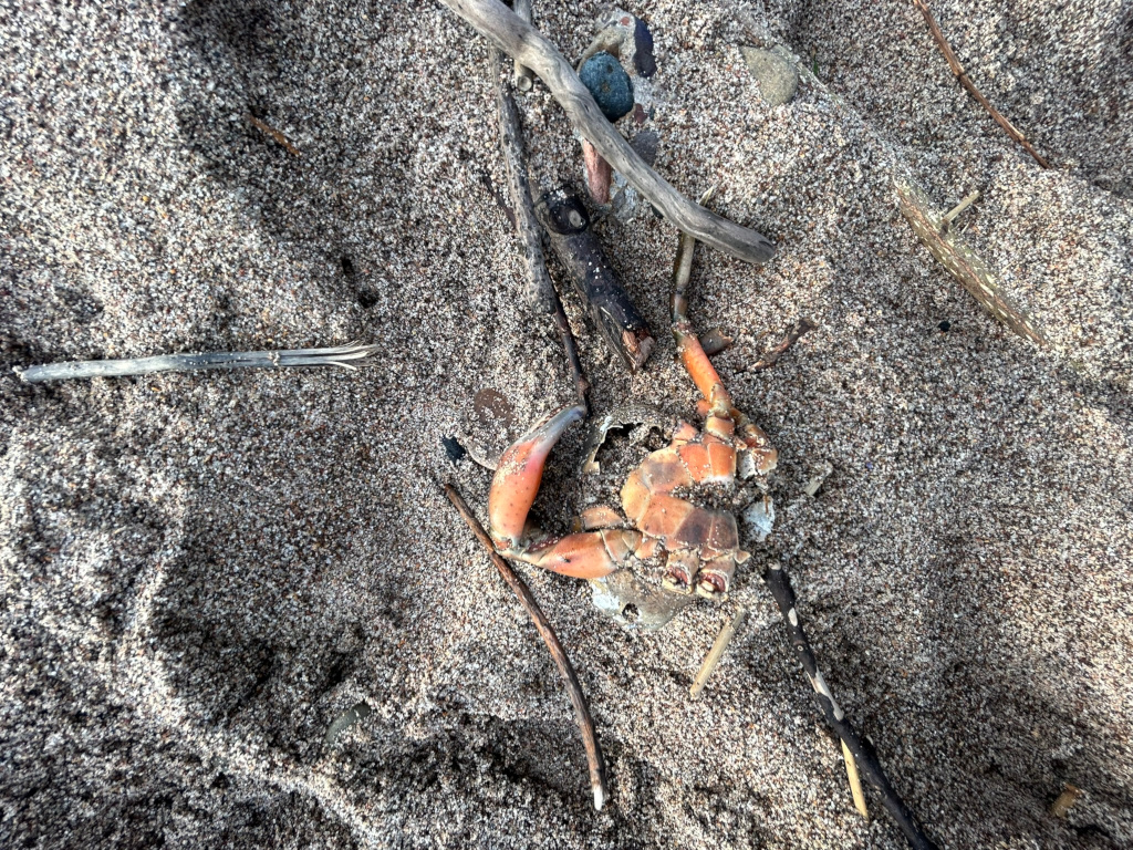 Dead crab lying on a sandy beach amongst small pieces of driftwood. The crab appears partially decomposed and its shell is damaged. The overall impression is one of decay and the natural cycle of life and death in a coastal environment.