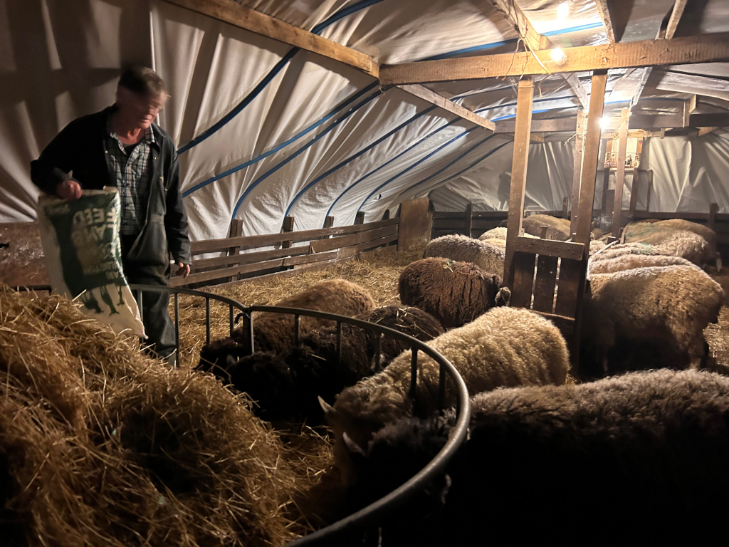 Charlie inside a barn, feeding a flock of sheep. The barn is dimly lit and appears to be a temporary structure, possibly a covered area for winter. Charlie is holding a bag of feed, and the sheep are gathered around him, eating hay. The overall mood is peaceful and rustic.