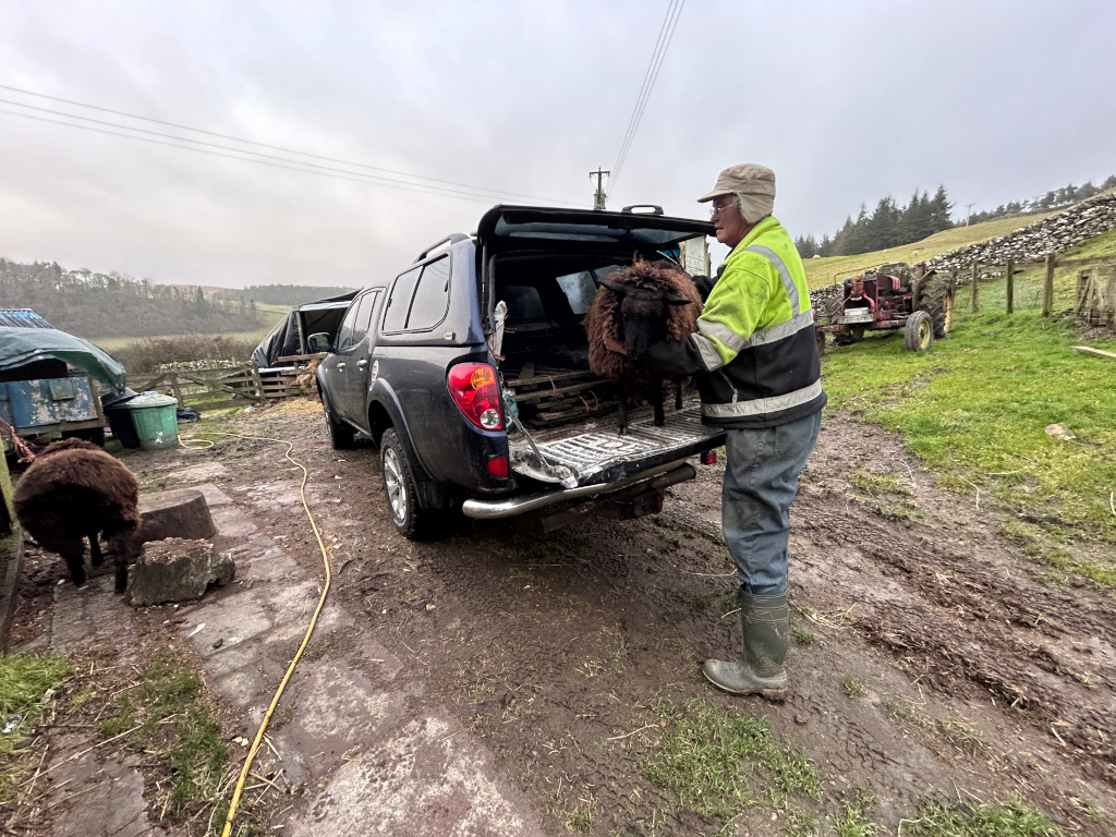 Charlie in a high-visibility jacket and wellies loading a black sheep into the back of his dark-coloured pickup truck on a muddy farm track. Another sheep is visible in the foreground. The background shows a rural landscape with fields and a tractor. The overall impression is one of everyday farm work.
