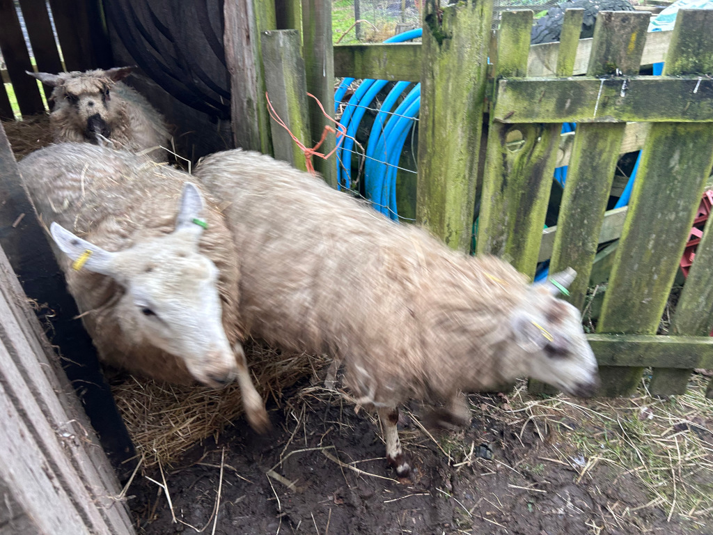 Three sheep, two of which are light beige with darker markings, and one is a lighter, almost white colour. They are in a wooden enclosure with a partially visible blue hose and some hay. The sheep appear to be moving, slightly blurred, suggesting they may be active or restless. The overall setting appears to be a farm or rural environment.