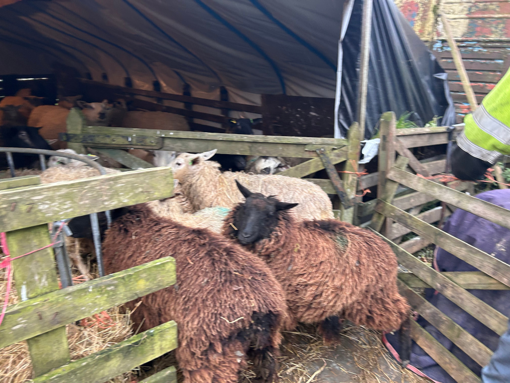 Group of sheep penned inside a wooden and tarp-covered structure. The sheep are various shades of brown and off-white, with some appearing to have longer, woollier coats than others. The pen is rustic, showing signs of age and wear. Hay is visible on the ground of the enclosure. A portion of Charlie wearing a high-visibility jacket is visible in the upper right corner.
