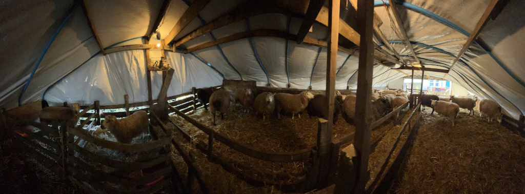 Flock of sheep housed inside a rustic barn or shed. The sheep are predominantly light-colored, with some variations in shades of beige and white, and a few darker ones. They are mostly huddled together, some lying down, others standing, in two separate, somewhat curved, pen-like areas within the larger structure. The pens appear to be made of simple wooden slats. The scene is set inside a barn with a low, angled ceiling. The roof is covered by a lightweight, translucent, grayish-white tarp or plastic sheeting, suggesting a temporary or makeshift covering. The wooden framework of the barn is visible, composed of rough-hewn, dark-brown beams and supports. The floor of the barn is covered in a thick layer of straw, a tawny gold-brown color. The overall lighting is dim and somewhat muted, emanating from a single light bulb seemingly affixed to a wooden post near the left side. This light casts a warm, yellowish glow on the near sections, leaving the deeper parts of the barn in soft shadow.