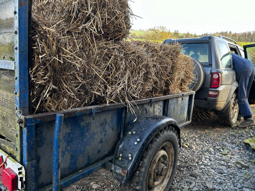 Weathered, blue metal trailer loaded with two large, rectangular bales of dry, light brown hay. The trailer shows signs of wear and tear, with rust spots and peeling paint.  Its single wheel is thick and dark, partially obscured by the trailer's fender. The hay bales appear dry and somewhat loosely packed, with individual strands visible. Behind the trailer, partially obstructing the view, is a dark gray Land Rover-type SUV. The SUV's rear is facing the viewer. A person, wearing dark blue overalls, is partly visible, seemingly just finished unloading the hay from the SUV into the trailer. Their actions suggest they've been working, their posture slightly hunched over.