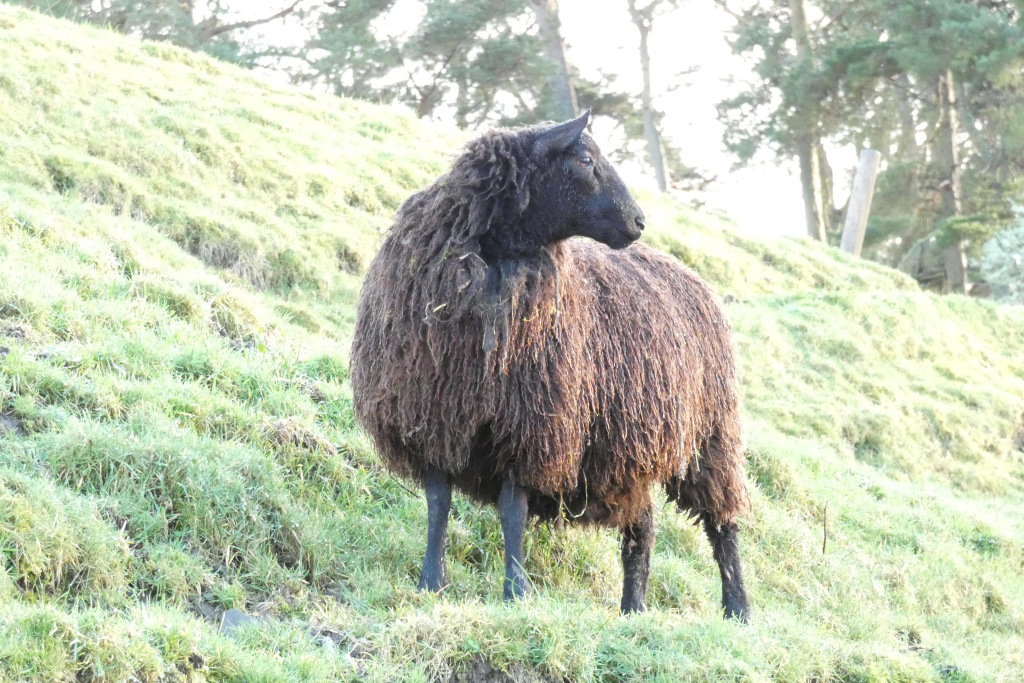 Single, mature black sheep, standing on a grassy hillside. Its wool is a deep, dark brown-black, appearing thick, coarse, and somewhat unkempt, with visible variations in texture and shades, indicating a dense, possibly matted coat. The sheep's legs are dark, almost black, and sturdy, contrasting with the overall brownish hue of its fleece. Its head is slightly turned to its right, looking towards a background of trees. The sheep appears calm and still, seemingly grazing or simply resting. No other animals or people are visible.