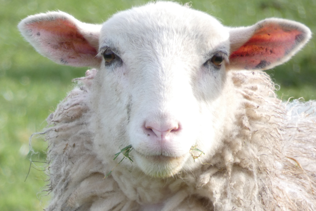 Close-up portrait of a young, white sheep. Its fleece is thick, long, and slightly unkempt, with a texture that appears soft yet somewhat coarse, showing individual strands of wool. The wool is predominantly off-white with hints of light beige or greyish tones, particularly around the edges. The sheep's ears are large, pinkish-toned, and slightly translucent at the edges. Its eyes are dark brown, and its gaze is directly at the viewer, creating a sense of connection. The sheep's nose is a soft pink, and it has a small amount of green grass clinging to its mouth, suggesting it has recently been grazing. The sheep's face is notably soft and rounded. The background is a softly blurred, out-of-focus expanse of bright green pasture land, implying a sunny outdoor setting. The lighting is soft and diffused, likely indicating natural daylight conditions. No harsh shadows are visible on the sheep, suggesting an even light source. The overall colour palette is gentle, with the bright green of the background contrasting subtly with the warm white and pale pink tones of the sheep.