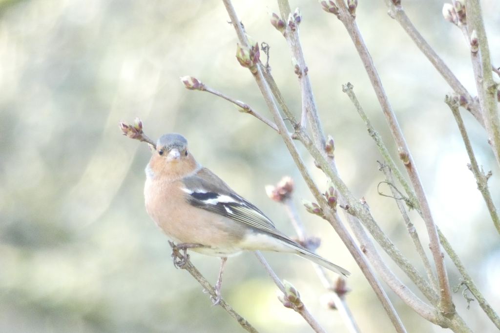 Common Chaffinch (Fringilla coelebs), perched on a slender, leafless branch. The bird is positioned slightly off-centre, facing the viewer with a slightly inquisitive tilt of its head. Its plumage is delicately rendered, showing a soft, warm beige on its breast, fading to a slightly grayish-brown on its back. A crisp white wing bar is clearly visible, along with subtle olive-green and yellowish tones in its wings and tail. The bird appears calm and still, not in active movement.