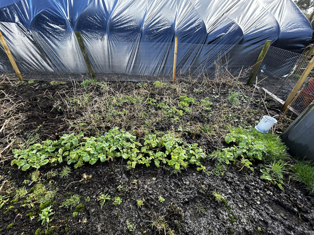 Small, rectangular garden plot nestled against a larger structure. The plot is roughly defined by a low chicken wire fence. Within this plot, young, verdant plants, possibly radishes or a similar leafy green, are clustered in irregular rows across dark, damp soil. The soil is uneven in texture, showing patches of bare earth alongside areas covered in small, sprouting weeds. A small, light-blue pail or bucket sits discarded near the back right corner, partially obscured by grass. Dead or decaying plant matter is strewn throughout the garden bed, indicating previous plantings or winter die-off. The background dominates with a large, black plastic-covered structure, possibly a polytunnel or high tunnel, curving gently from left to right across the upper third of the frame. The plastic's sheen reflects some light, and its wrinkles suggest a flexible, possibly temporary, covering. The overall lighting suggests an overcast day, with a diffused, soft light casting few harsh shadows.