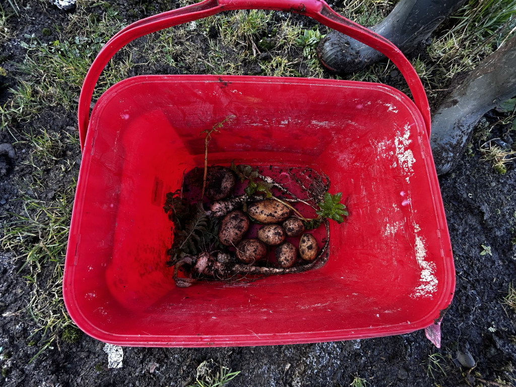Vibrant, red plastic bucket, slightly worn and showing signs of previous use, with noticeable scratches and discolouration on its surface. The bucket is positioned at a slight angle, not perfectly parallel to the viewer's perspective. Inside, nestled amongst remnants of soil and plant matter, sits a small harvest of freshly dug potatoes. These potatoes are predominantly dark brown, with variations in shading and some showing lighter patches. Several small, leafy green plant stems and root structures cling to the potatoes. The composition suggests they were recently unearthed. A pair of muddy, dark brown or black rubber boots are partially visible in the background, their upper portions obscured by the edge of the frame, indicating a person recently engaged in harvesting the potatoes. The boots, caked with mud, enhance the overall impression of fieldwork.
