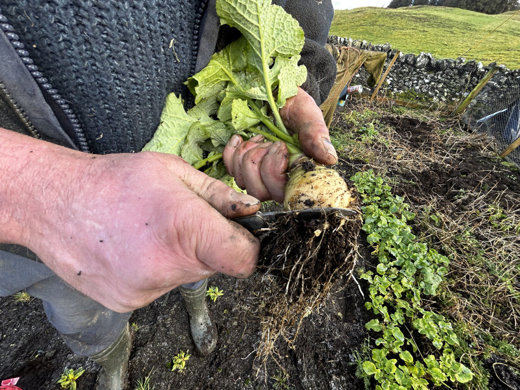 Pair of weathered, dirt-stained hands belonging to a person wearing dark grey/black work overalls or coveralls. The hands are prominently positioned in the foreground, gripping a large, freshly harvested root vegetable, possibly a turnip or rutabaga. The root is earthy brown with long, dark roots extending from its base. Attached to the root is a cluster of broad, slightly wilted green leaves. The hands appear to be using a small knife, partially visible, to cut the root from its foliage. The person's lower legs and boots are also partially visible, indicating a person likely working outdoors in a garden.