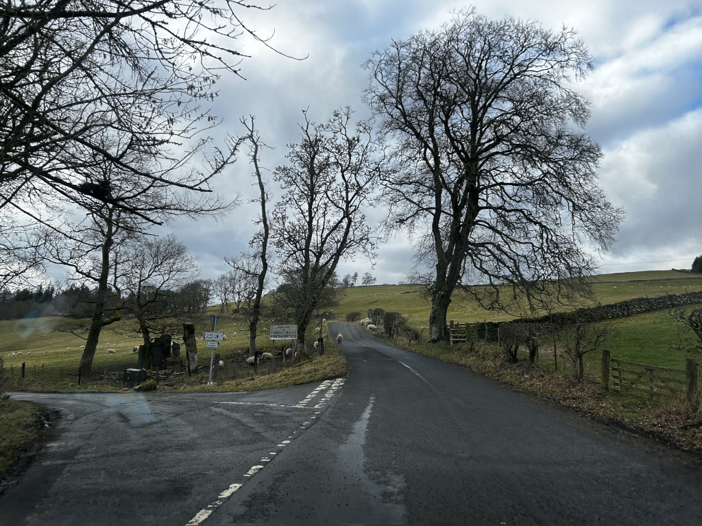 Narrow, asphalt road, dark gray in color, winding gently uphill from the viewer's perspective towards a distant, rolling green hillside. The road appears slightly wet, reflecting the overcast light. White dashed lines mark the centre of the road. At the bottom of the image, the road intersects with another, creating a T-junction. Small groups of sheep, rendered as light-beige or off-white against the darker green of the field, are scattered across the fields on either side of the road in the middle ground. They appear peaceful and unconcerned. Several bare, leafless trees dominate the foreground and middle ground; their dark, gnarled branches reach skyward, their silhouettes stark against the cloudy sky.  These trees vary in height and thickness, exhibiting a range of textures and forms. A small stone structure or possibly a wall is partially visible just off the road to the left. Fences made of rustic, dark brown wood are visible in the mid-right and to a lesser extent at the road's intersections. Small, dark green shrubs and bushes line the edges of the roads. A few small, almost indiscernible signs are visible at the junction of the roads.