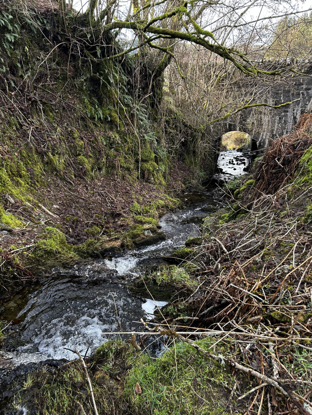 Small, swiftly flowing stream, its water a dark, almost black, hue, punctuated by frothy white where it tumbles over rocks. The stream flows directly towards the viewer, then under a low, moss-covered stone arch bridge that spans the stream in the mid-ground. The bridge is made of dark grey stone blocks, appearing aged and weathered. The banks of the stream are densely packed with vegetation; a mix of deep green moss, patches of brown decaying leaves and fallen twigs, and a few hardy ferns clinging to the damp earth. The bank on the left is steeper, forming a slight embankment.