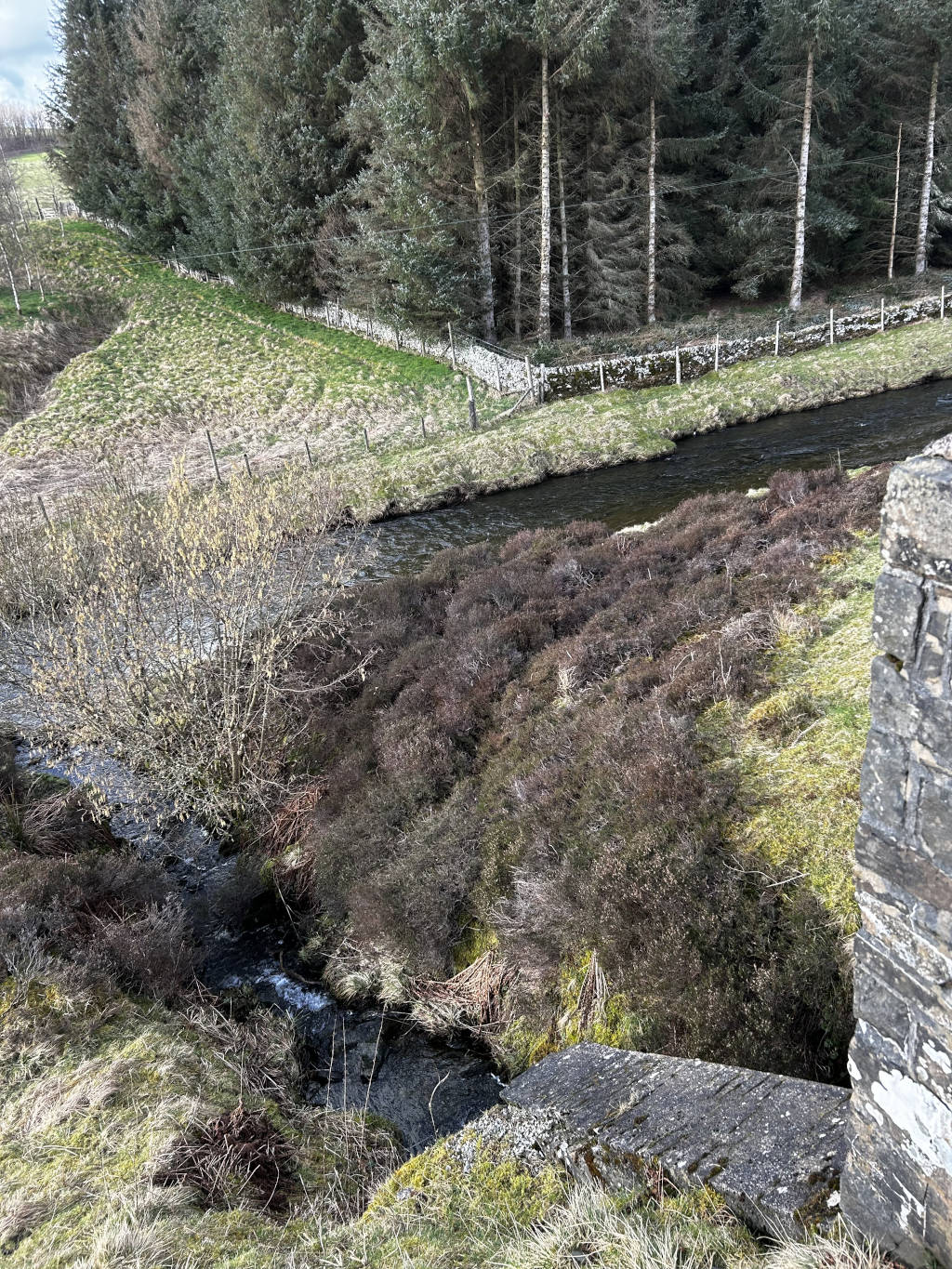 Small, meandering stream that flows from the upper-middle ground towards the lower-right corner. The stream is dark, almost black in some areas, reflecting the muted light of the day.  It's channeled through a low-lying, grassy area, eventually meeting a more substantial waterway in the middle ground. A section of old, weathered grey concrete, possibly a spillway or bridge remnant, is partially visible in the bottom right, directly intersecting the smaller stream's path. The banks are covered with a mix of short, dried grasses and patches of low-lying dark-brown/purple heather. A bush with pale yellow-green buds (possibly a willow or similar species) stands prominently on the left bank of the smaller stream. In the background, a dense coniferous forest stretches across the upper half of the image, a dark green punctuated by the lighter trunks of the trees. A low stone wall snakes its way across the top-middle, separating the forested area from the open grassy land.