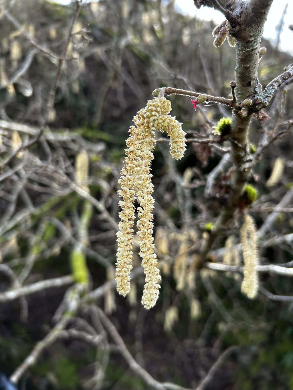 Pair of delicate, pendulous catkins, hanging from a slender branch. These catkins are creamy-pale yellow, composed of numerous tiny, densely packed florets. They hang in a graceful, slightly curved manner, almost like elegant, floral earrings. One catkin slightly overlaps the other, creating a layered effect. A tiny, almost imperceptible crimson bud or flower is visible on the branch just above the catkins, adding a subtle pop of colour contrast.