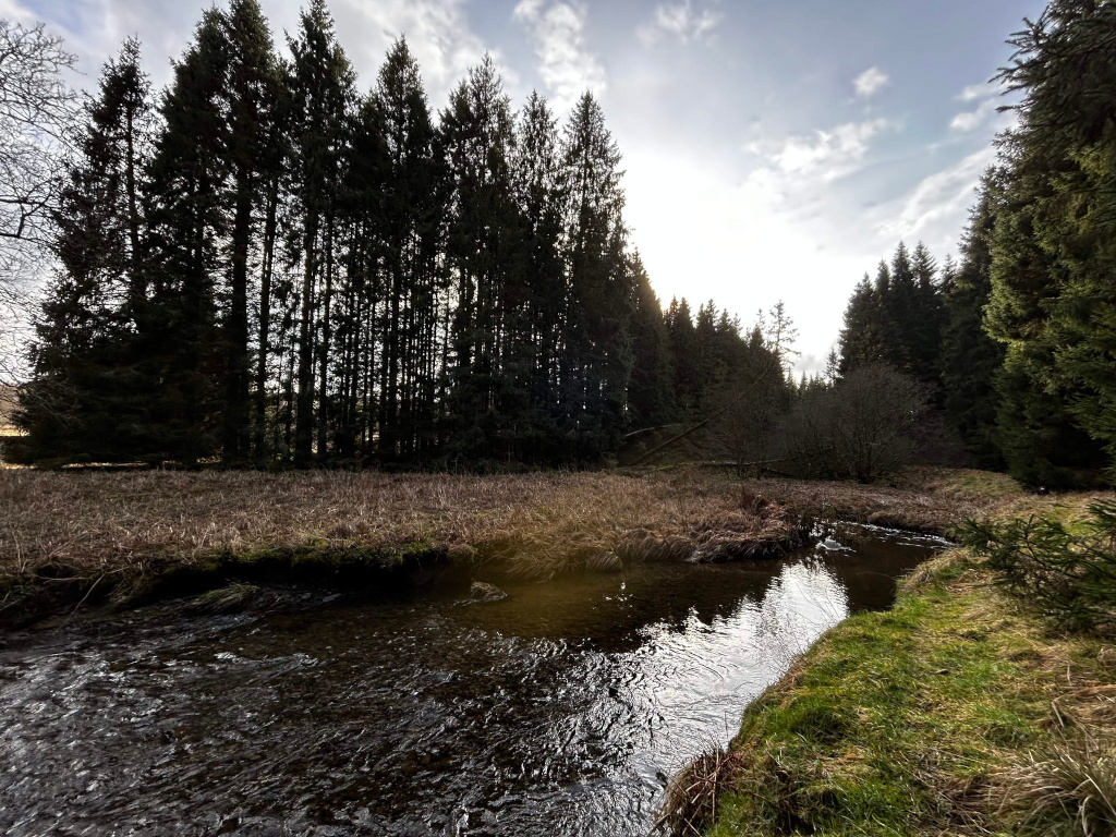 Meandering stream, its dark, almost black water reflecting the muted sunlight and the surrounding vegetation. The stream occupies the lower two-thirds of the image, flowing from the middle ground towards the lower left corner. Its surface is subtly textured with ripples and reflections, showing depth and movement. A line of tall, dark evergreen trees (likely spruce or fir) forms a dense, vertical wall along the left and middle background, creating a strong contrast against the lighter sky. The grassy banks of the stream, a mix of dried, brown grasses and patches of vibrant green, slope gently towards the water. Fallen branches and undergrowth are visible near the stream's edge, indicating a natural, untamed environment.