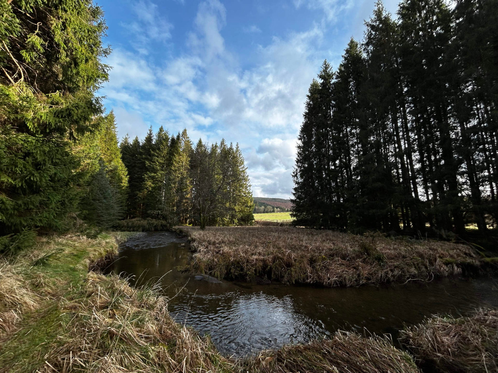 Gently meandering stream, its dark, reflective water flowing calmly through a landscape. The stream is flanked by banks of dried, tan-brown grasses that seem to be transitioning into early spring. On either side of the stream, tall, dark evergreen trees stand in dense formations. These trees form a natural frame around the central stream, creating a sense of enclosure. No people or animals are visible. The scene is a tranquil woodland or forest area, possibly in a mountainous or hilly region. The background reveals a softly rolling, pale green hillside beyond the trees, suggesting open pasture or farmland. The sky is a brilliant, clear blue with patches of fluffy white clouds, indicating a sunny day. The lighting is natural, with sunlight illuminating the scene from a relatively high angle, casting soft shadows and highlighting the textures of the grass and the reflective quality of the water. 