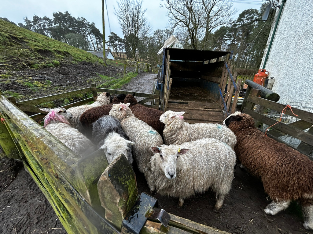 Group of sheep, eight to ten, wedged into a rustic wooden livestock trailer and a connected wooden pen. The sheep are a mix of light creamy-white and darker gray/brown fleece. Some sheep have small, brightly colored tags in their ears. They appear mostly calm, though slightly huddled together in the confines of their temporary enclosure. They are various breeds, perhaps a mix of breeds common for sheep farming.
