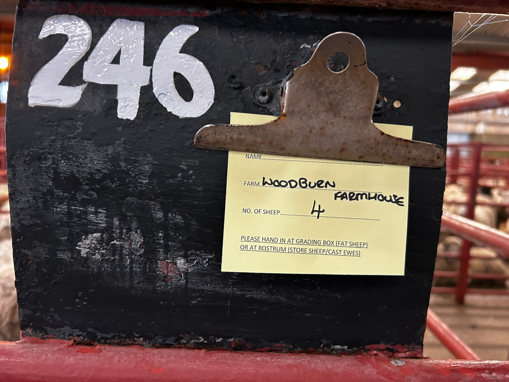 Dark, rusty-black metal panel, heavily textured with scratches and paint flaking. The number 246 is prominently painted in a thick, slightly uneven, white font across the top. Attached to the panel is a weathered, metallic clipboard with a yellowing, tan slip of paper. The paper displays handwritten information: WOODBURN FARMHOUSE under the farm name line, and 4 under NO. OF SHEEP. Below this are typed instructions concerning handing in the slip at the grading box or rostrum, specifying different sheep types. The panel itself appears to be part of a livestock pen, suggested by the red metal bars and the blurred background.