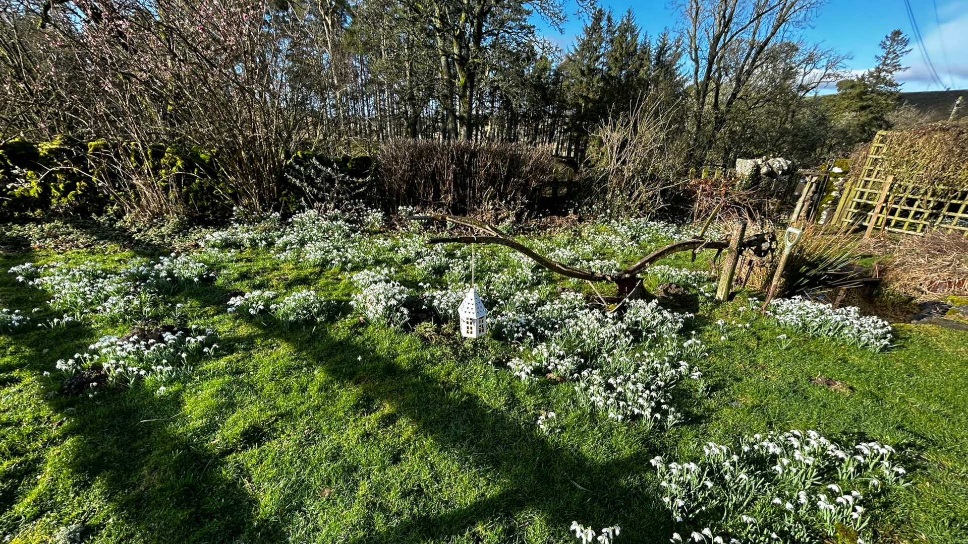 Verdant lawn densely populated with snowdrops, their delicate white flowers punctuating the bright green grass. The snowdrops are clustered in irregular patches across the lawn, creating a natural, unkempt effect. A weathered, gnarled branch, possibly part of a fallen tree, lies diagonally across the middle ground, adding a sense of age and rustic charm. A small, white, house-shaped lantern hangs from this branch, a subtle yet noticeable detail. In the upper right corner, a partially visible rustic wooden lattice fence and a section of a stone wall contribute to the overall setting. A spade is leaning against the branch.